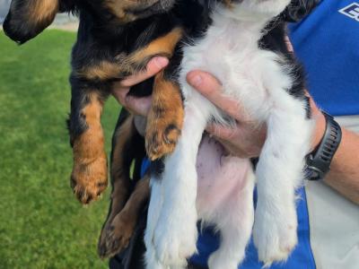 Cavalier King Charles Spaniel - 2 beautiful male puppies in Kerry