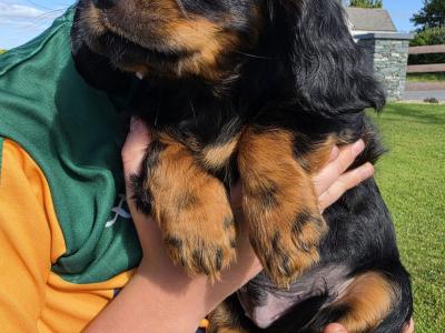 Cavalier King Charles Spaniel - 2 beautiful male puppies in Kerry