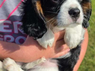 Cavalier King Charles Spaniel - 2 beautiful male puppies in Kerry