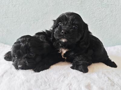 Stunning Little Cavapoo puppies in Wexford