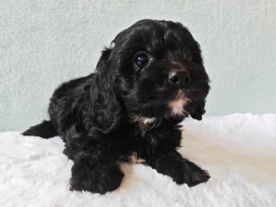 Stunning Little Cavapoo puppies in Wexford