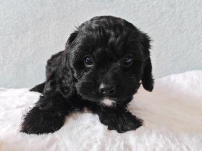 Stunning Little Cavapoo puppies in Wexford