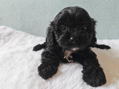 Stunning Little Cavapoo puppies in Wexford