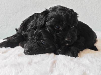 Stunning Little Cavapoo puppies in Wexford