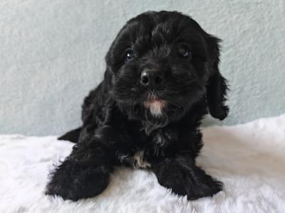Stunning Little Cavapoo puppies in Wexford