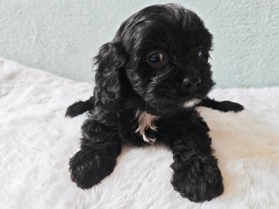Stunning Little Cavapoo puppies in Wexford