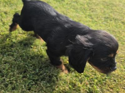 Cavalier King Charles Spaniel - 2 beautiful male puppies in Kerry