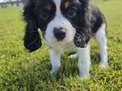 Cavalier King Charles Spaniel - 2 beautiful male puppies in Kerry