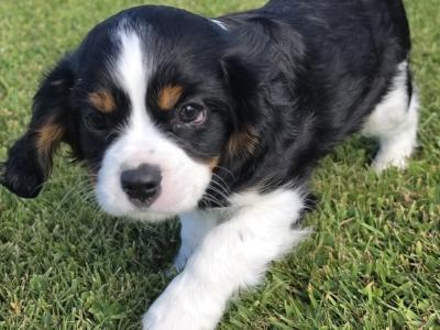 Cavalier King Charles Spaniel - 2 beautiful male puppies in Kerry
