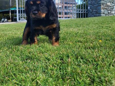 Cavalier King Charles Spaniel - 2 beautiful male puppies in Kerry