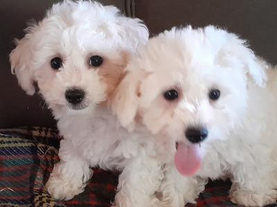 Bichon Frise puppies for sale in Carlow