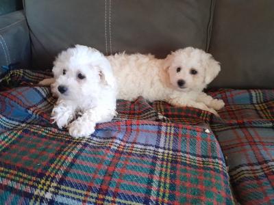 Bichon Frise puppies for sale in Carlow