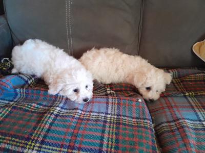 Bichon Frise puppies for sale in Carlow