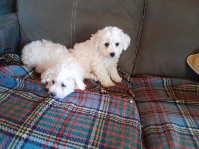 Bichon Frise puppies for sale in Carlow