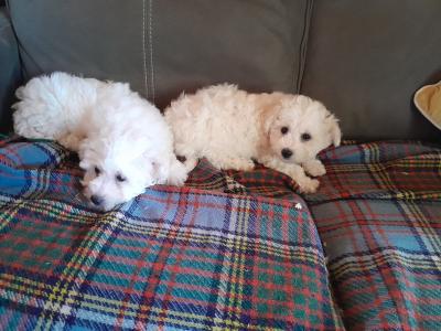 Bichon Frise puppies for sale in Carlow