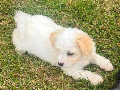 Beautiful Poochon puppies for sale in Limerick