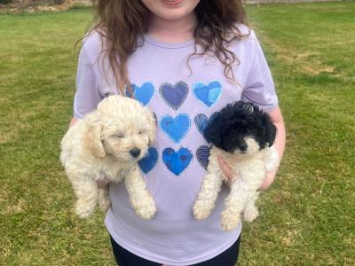Beautiful Poochon puppies for sale in Limerick