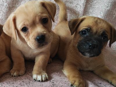Unique Jug puppies in Wexford