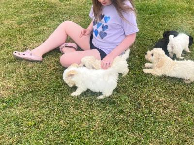 Beautiful Poochon puppies for sale in Limerick
