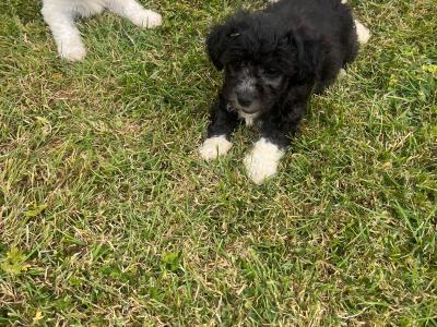 Beautiful Poochon puppies for sale in Limerick