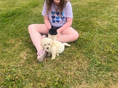 Beautiful Poochon puppies for sale in Limerick