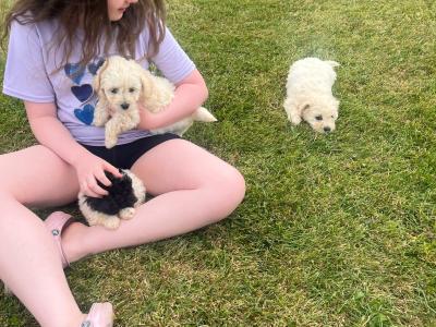 Beautiful Poochon puppies for sale in Limerick