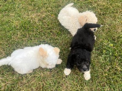 Beautiful Poochon puppies for sale in Limerick