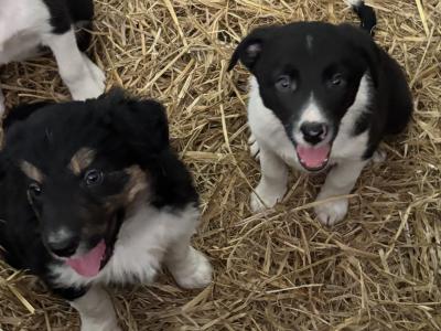 Border Collie pups for sale in Wexford