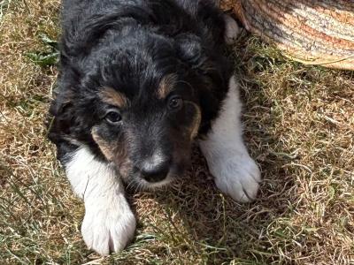 Border Collie pups for sale in Wexford
