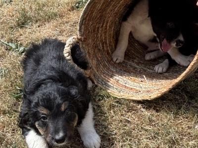 Border Collie pups for sale in Wexford