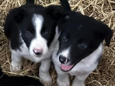 Border Collie pups for sale in Wexford