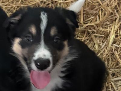 Border Collie pups for sale in Wexford