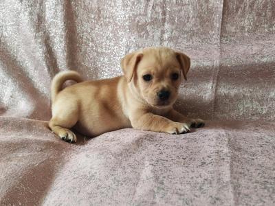 Unique Jug puppies in Wexford