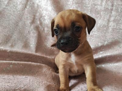 Unique Jug puppies in Wexford
