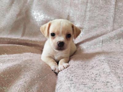 Unique Jug puppies in Wexford