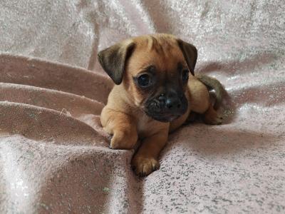 Unique Jug puppies in Wexford