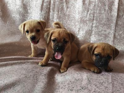 Unique Jug puppies in Wexford