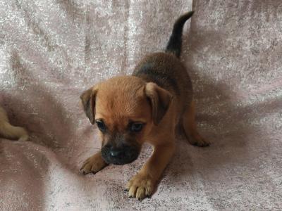 Unique Jug puppies in Wexford