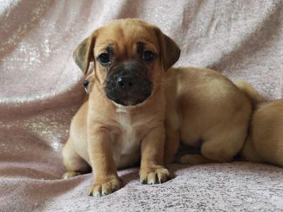 Unique Jug puppies in Wexford