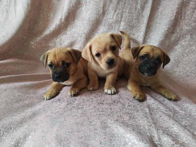 Unique Jug puppies in Wexford