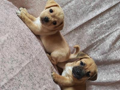 Unique Jug puppies in Wexford