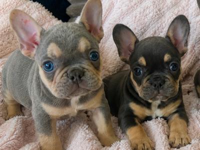 3 Show Quality French Bulldogs puppies IPKC in Limerick
