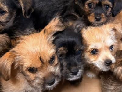 Shihpoo x Yorkshire Terrier puppies in Tipperary