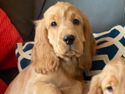 Golden Cocker Spaniel puppies in Limerick