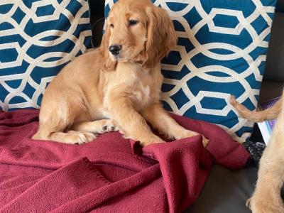 Golden Cocker Spaniel puppies in Limerick