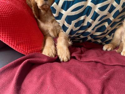 Golden Cocker Spaniel puppies in Limerick