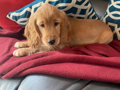 Golden Cocker Spaniel puppies in Limerick