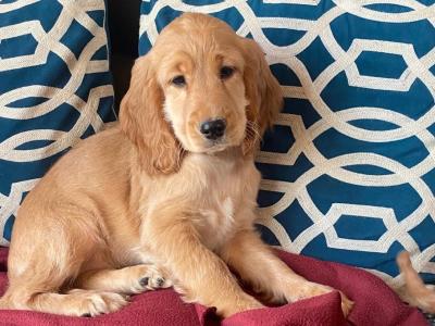 Golden Cocker Spaniel puppies in Limerick