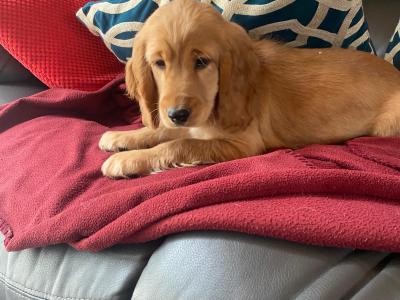 Golden Cocker Spaniel puppies in Limerick