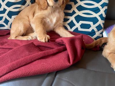 Golden Cocker Spaniel puppies in Limerick
